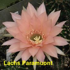 EP-H. Lachs Paramuont.4.2.jpg 